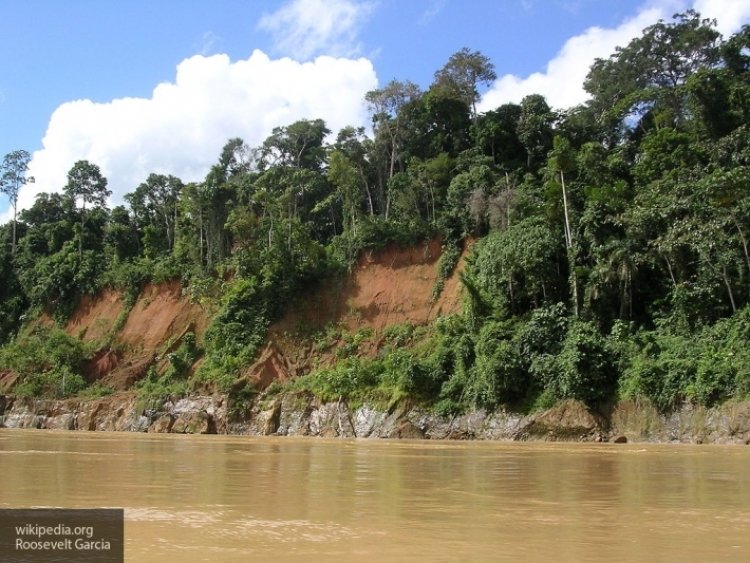 Исследователи обнаружили самый старый ископаемый лес в Азии