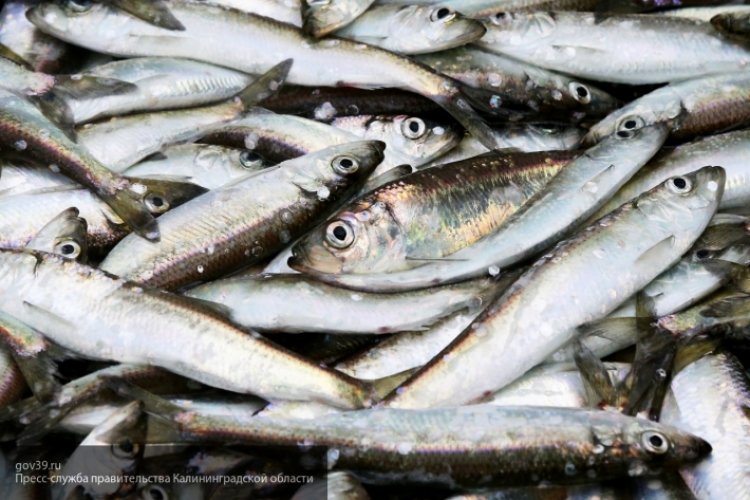 Изменение климата приводит к увеличению количества ртути в морепродуктах