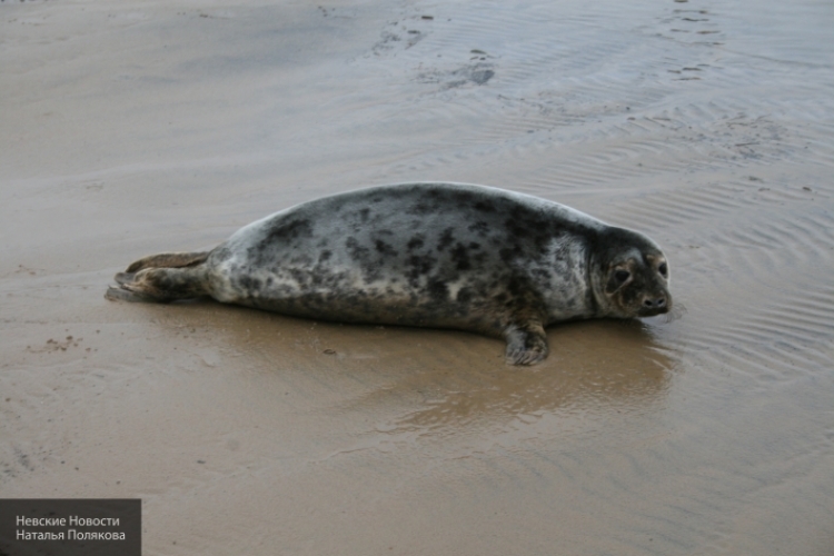 В устье Темзы насчитали более сотни детенышей тюленей