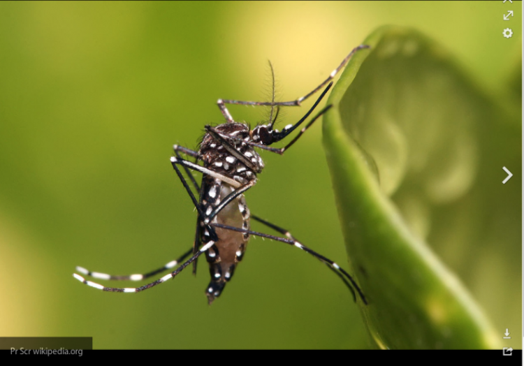 Россиянам не грозят смертельные болезни из-за комаров на юге страны, сообщила Попова