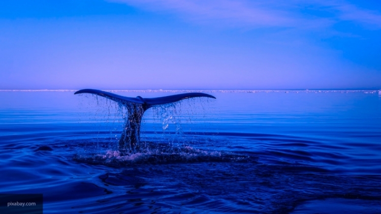 Биологи запечатлели на видео особый способ охоты горбатых китов