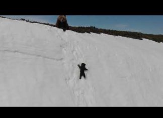 Медвежонок заслужил право на жизнь. Мама сильно переживала