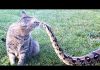 Коты, у которых совсем нет чувства страха