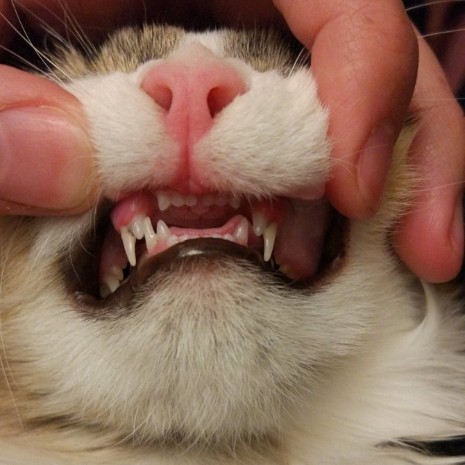 Когда у котят меняются молочные зубы на коренные?