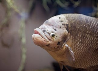 Как выглядит рыба губошлеп?