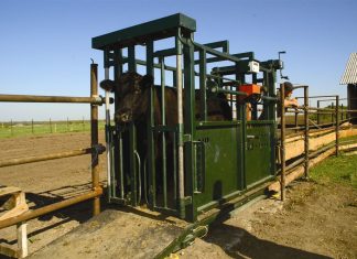 Как выбрать весы для животных