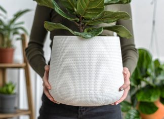 Большие горшки для цветов: секреты гармоничного дизайна и комфорта для растений