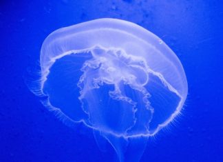 Медузы в Азовском море