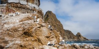 Сахалин весной: как поймать туман и свет для сильных фотографий