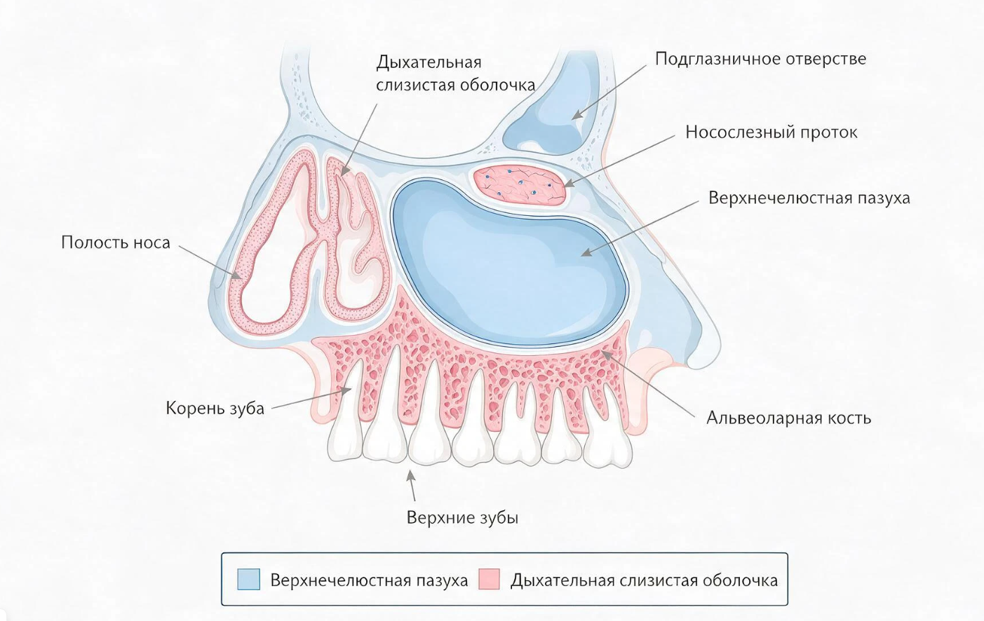 инфографика